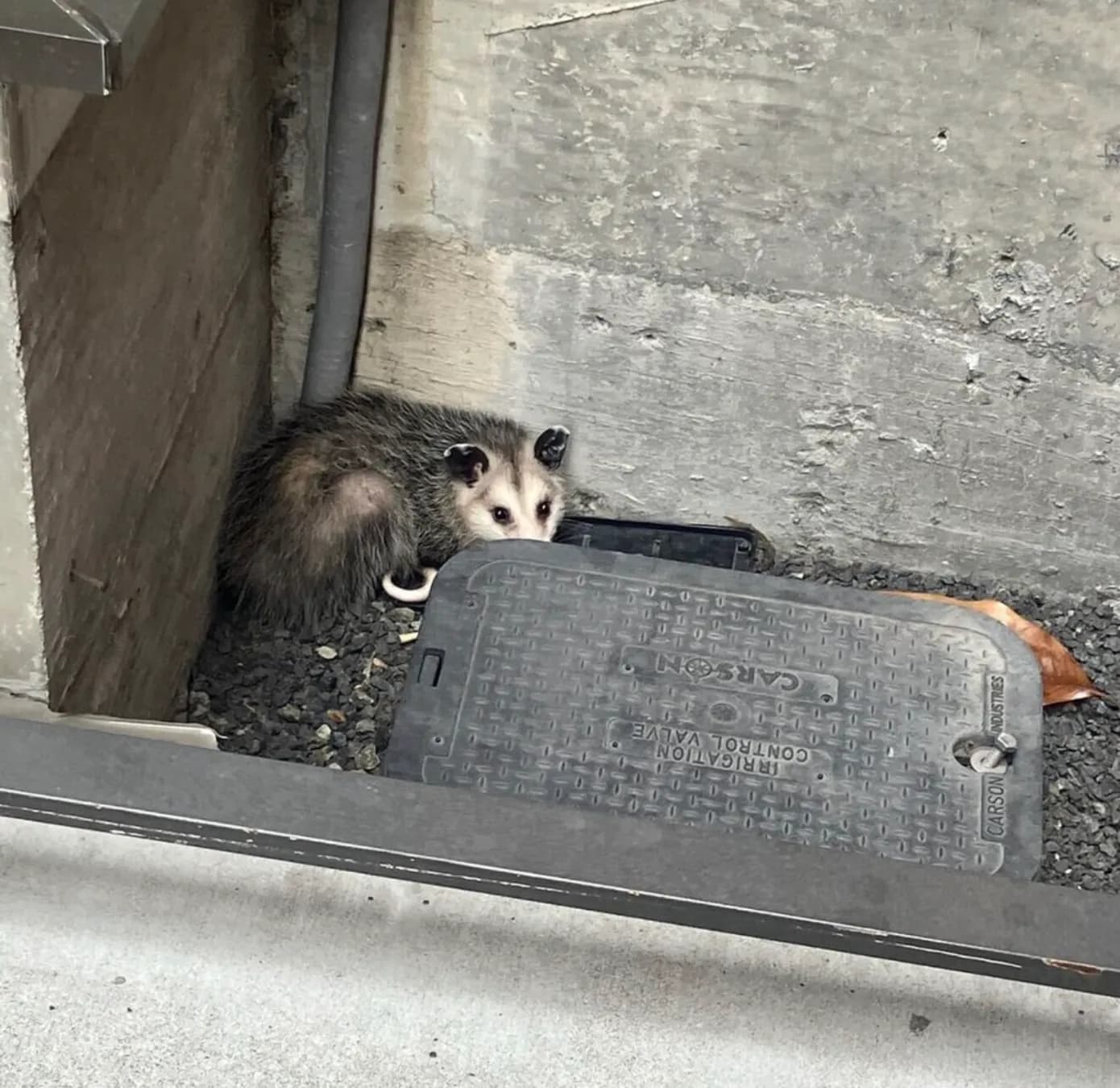 I wanted to build vertical SaaS for pest control, so I took a technician job