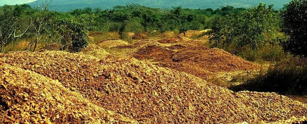 12k Tons of Dumped Orange Peel Grew into a Landscape Nobody Expected (2017)
