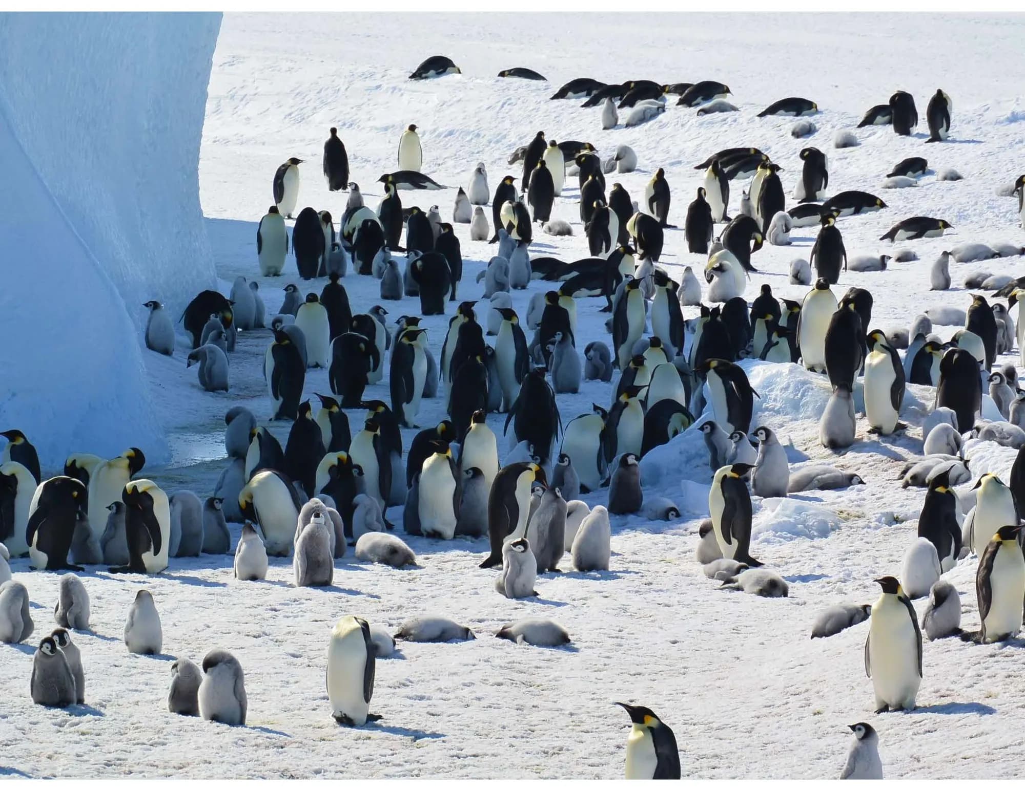 Emperor penguin and Antarctic fur seal now endangered